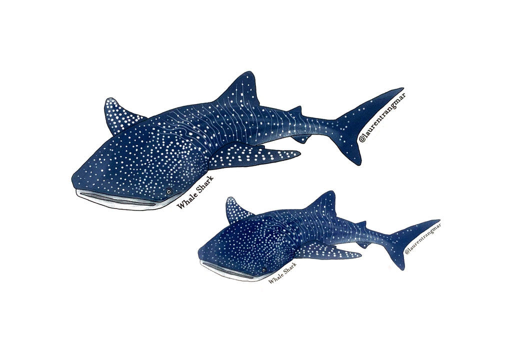 Whale Shark Sticker