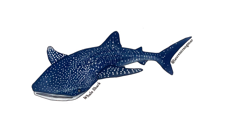 Whale Shark Sticker